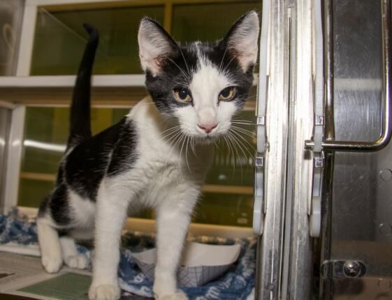 Pet of the week: Microwave